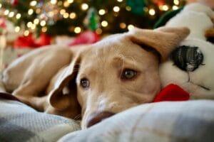 Scopri di più sull'articolo Consolare il cane o il gatto quando ha paura lo renderà più pauroso?