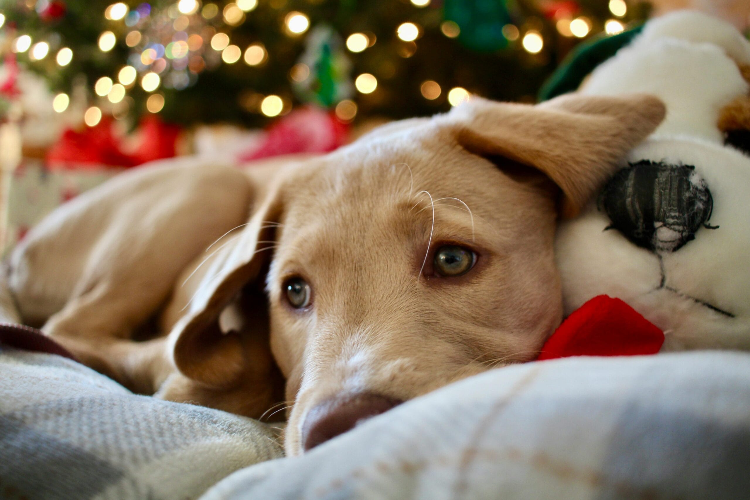 Scopri di più sull'articolo Consolare il cane o il gatto quando ha paura lo renderà più pauroso?